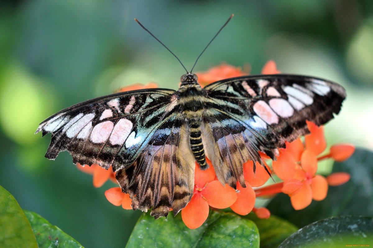 - Павлиний глаз, - Махаон, - Адмирал.