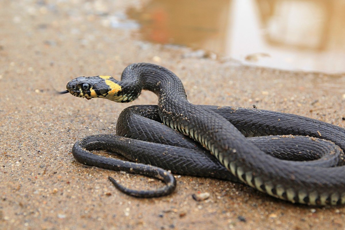 Черноватый скрытоглазый Аспид