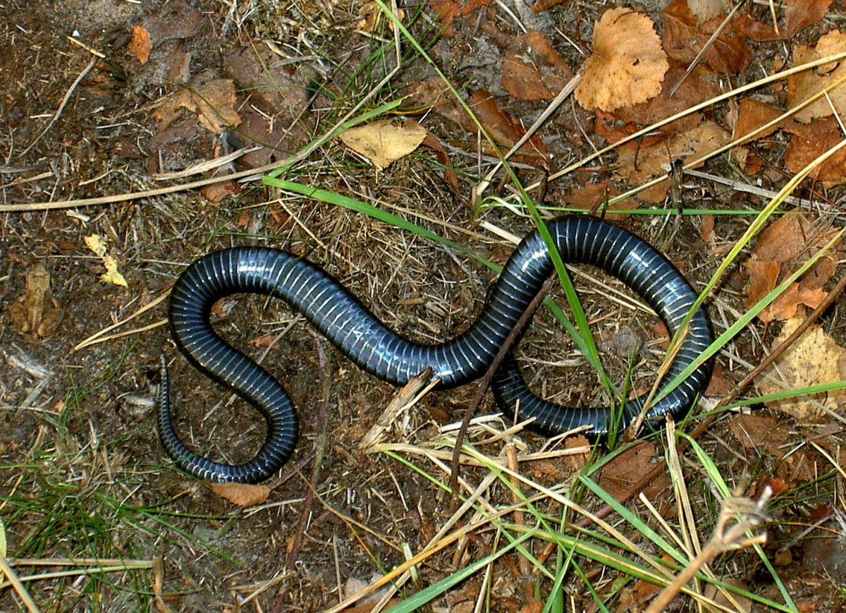Уж обыкновенный брюхо