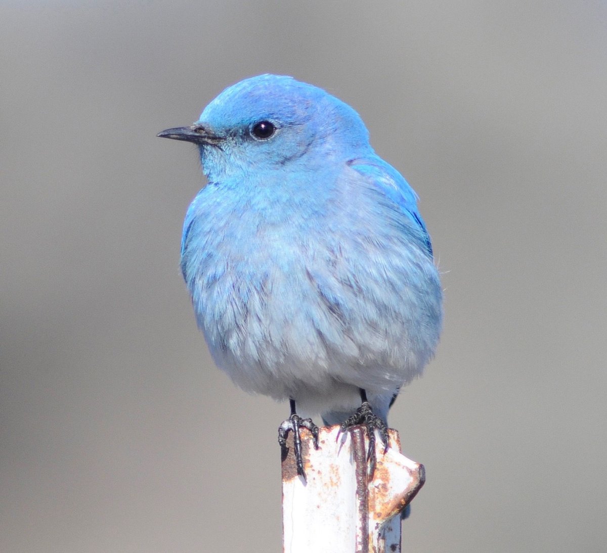 Западная сиалия