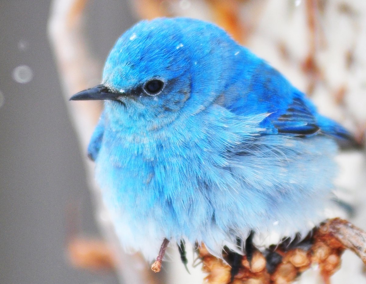 Круглые птицы живые