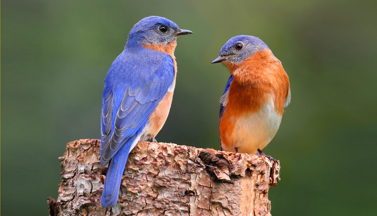 Soon this Bird Eastern Europe