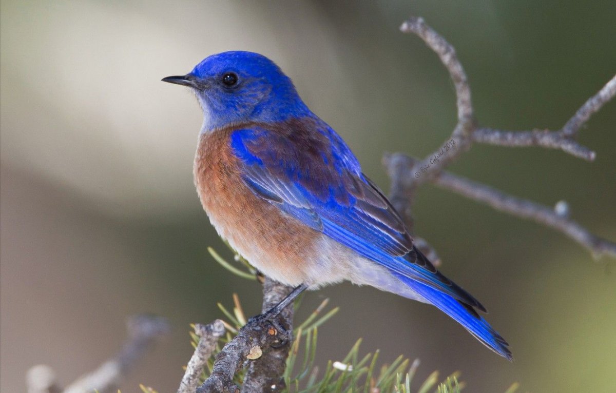 Сиалия Лазурная