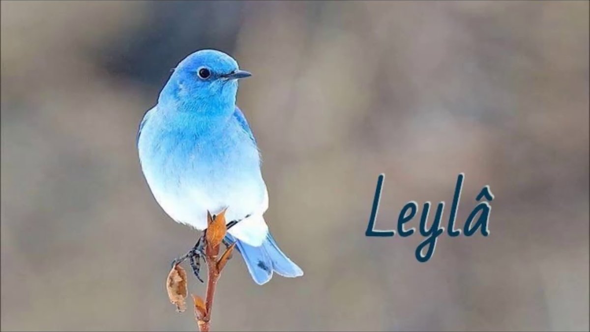 Голубая сиалия в полёте виь сверху