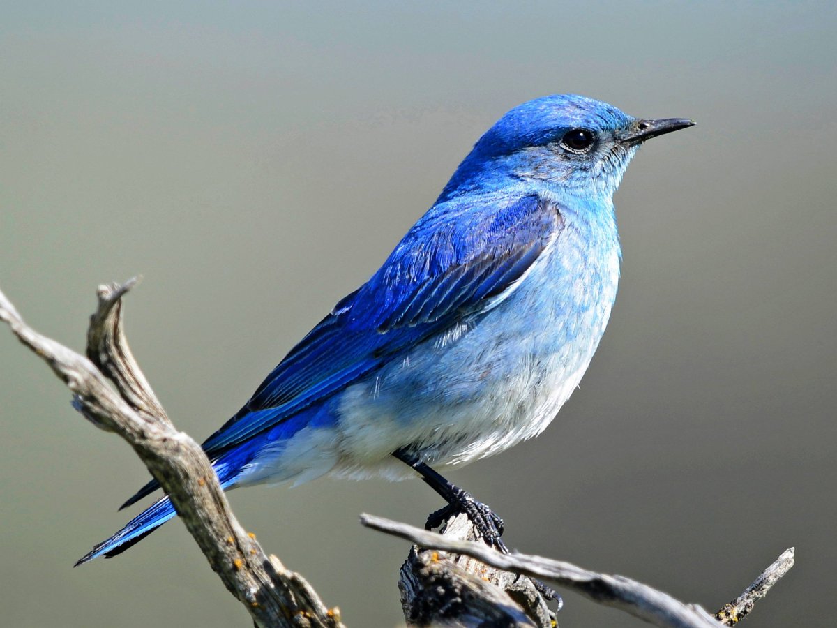 Сиалия Лазурная