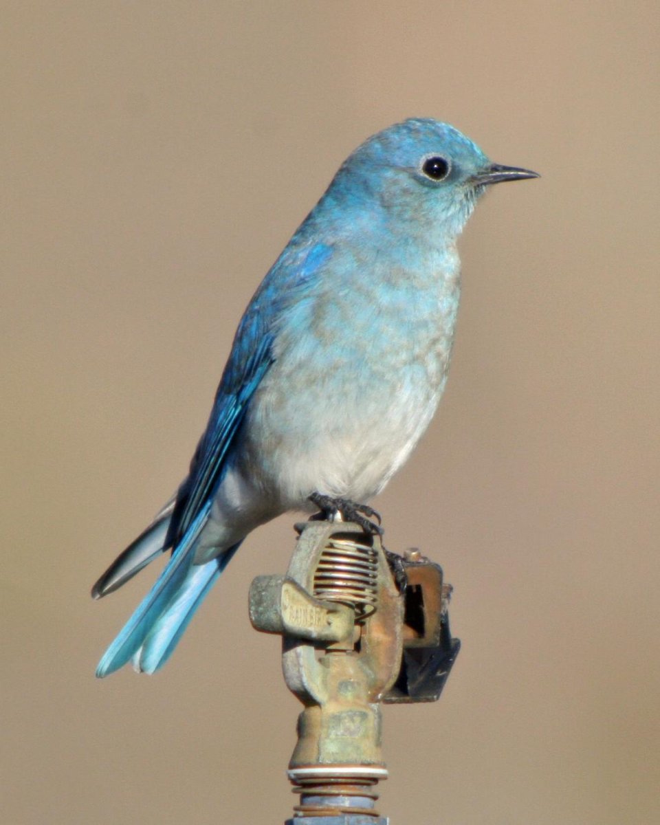 Серая птица на американском переводчик Алисса