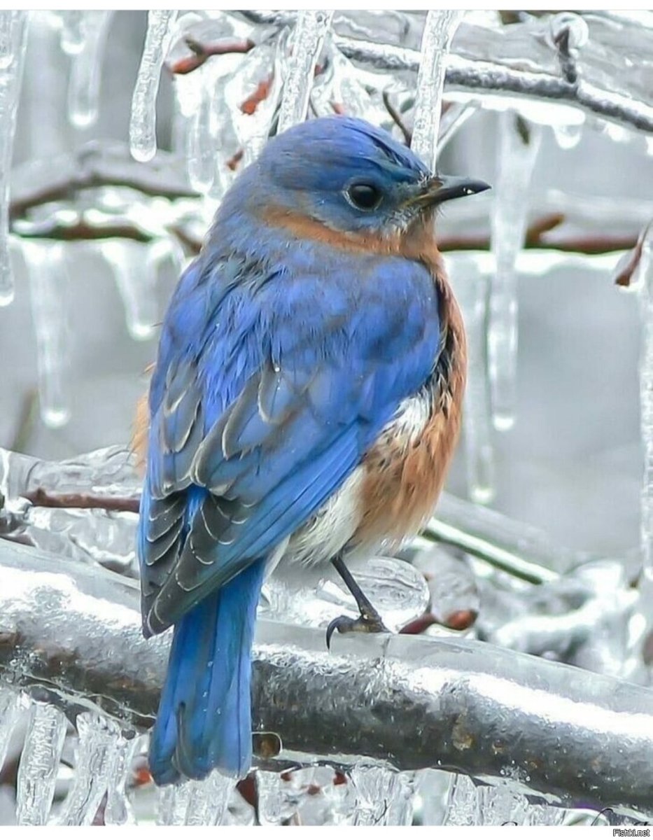 Сиалия синяя птица