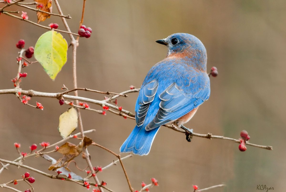 Птица Лесная Голубица