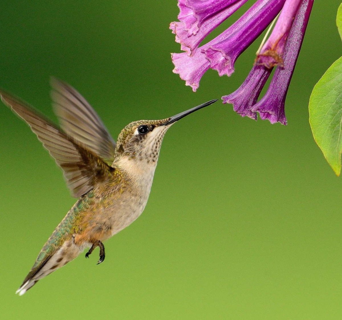Колибри Южной Америки