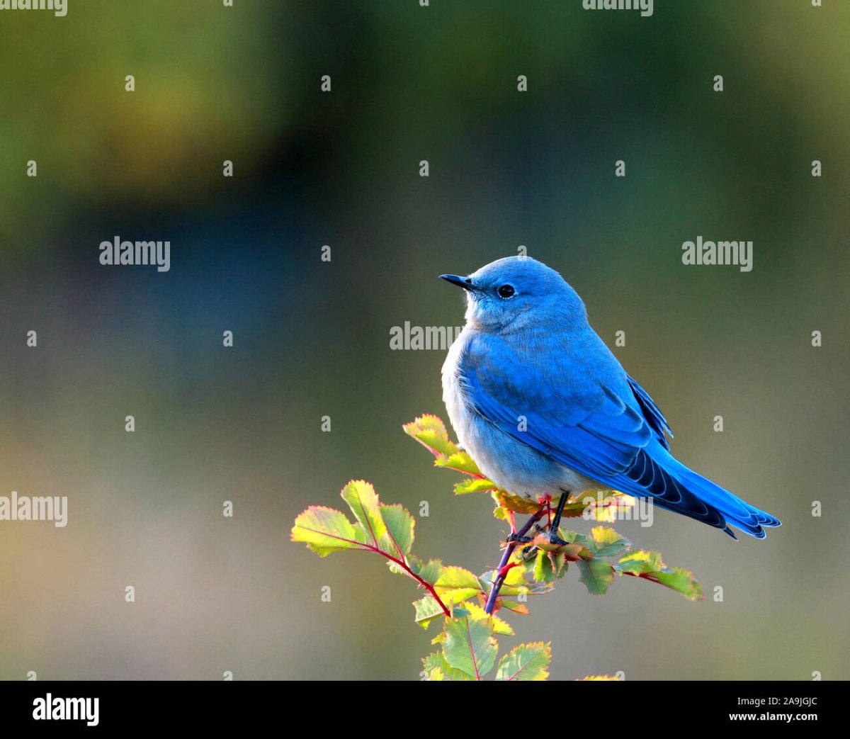 Blubird