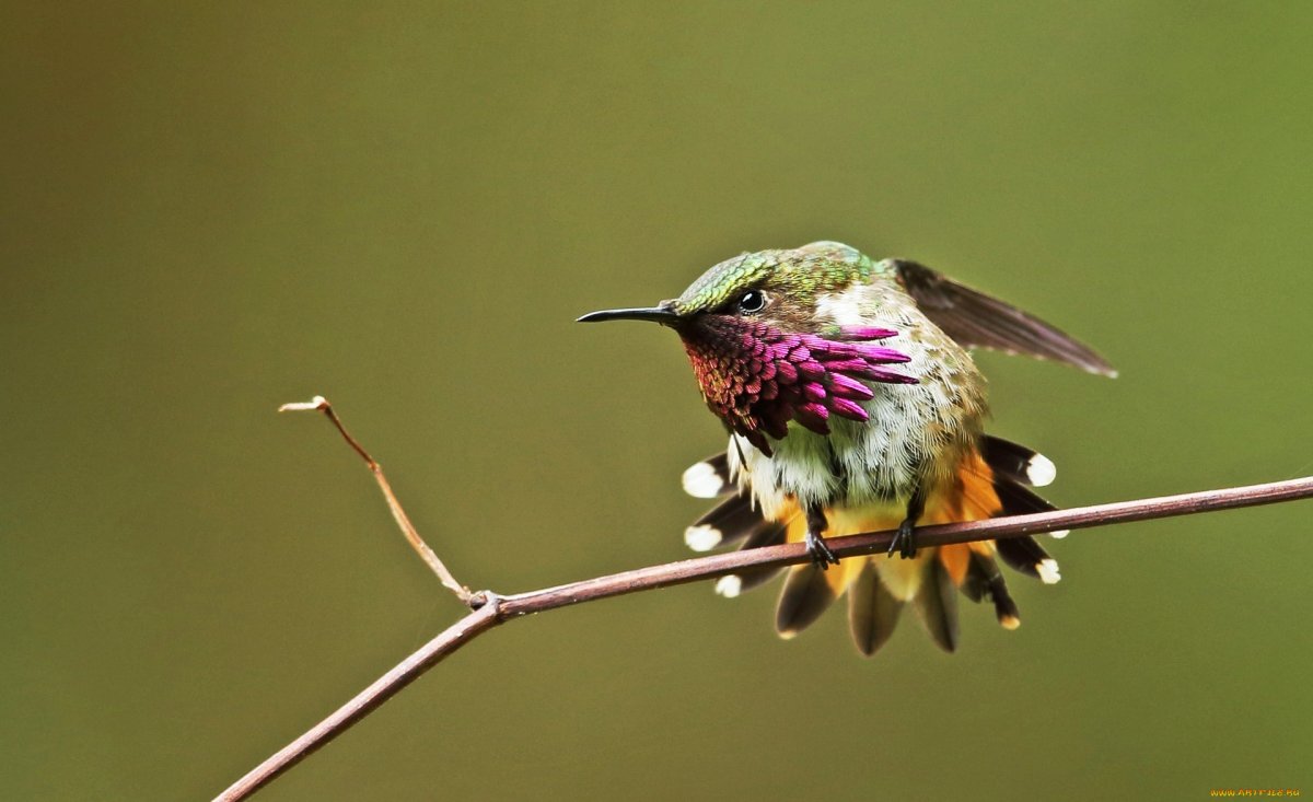 Колибри смешная