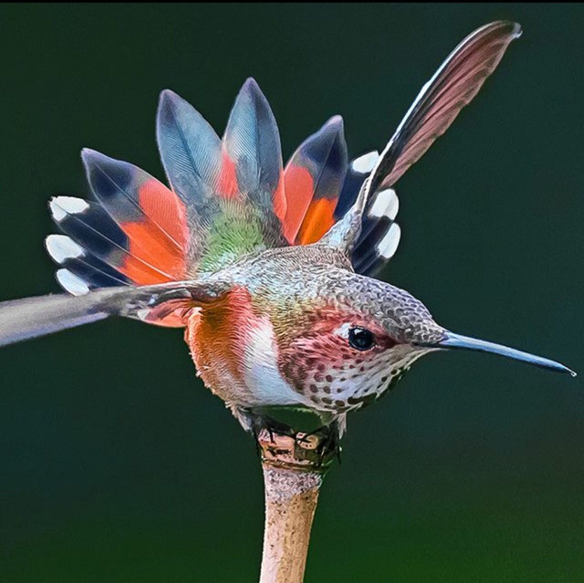 Крымская Колибри