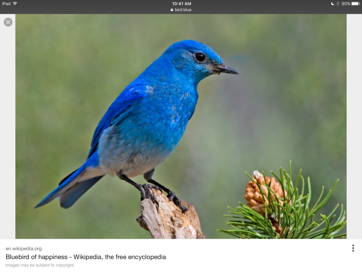 Лазурные птицы