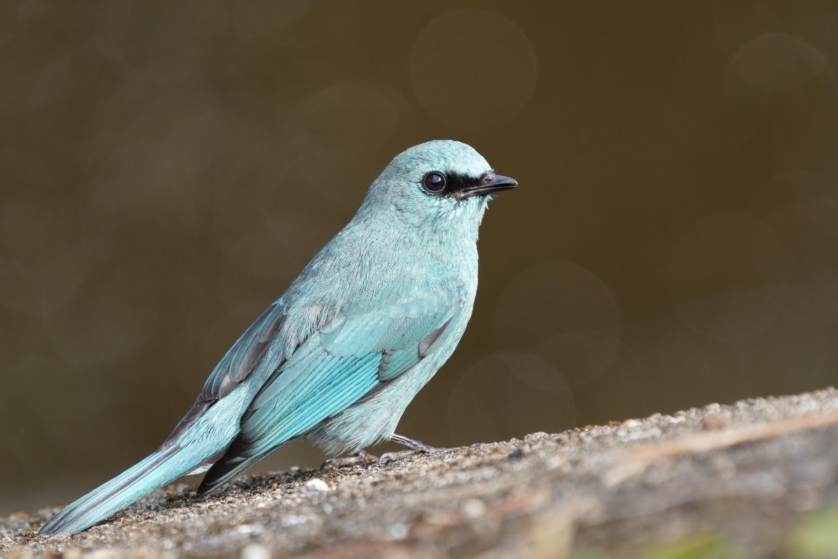 Лазурный овсянковый Кардинал