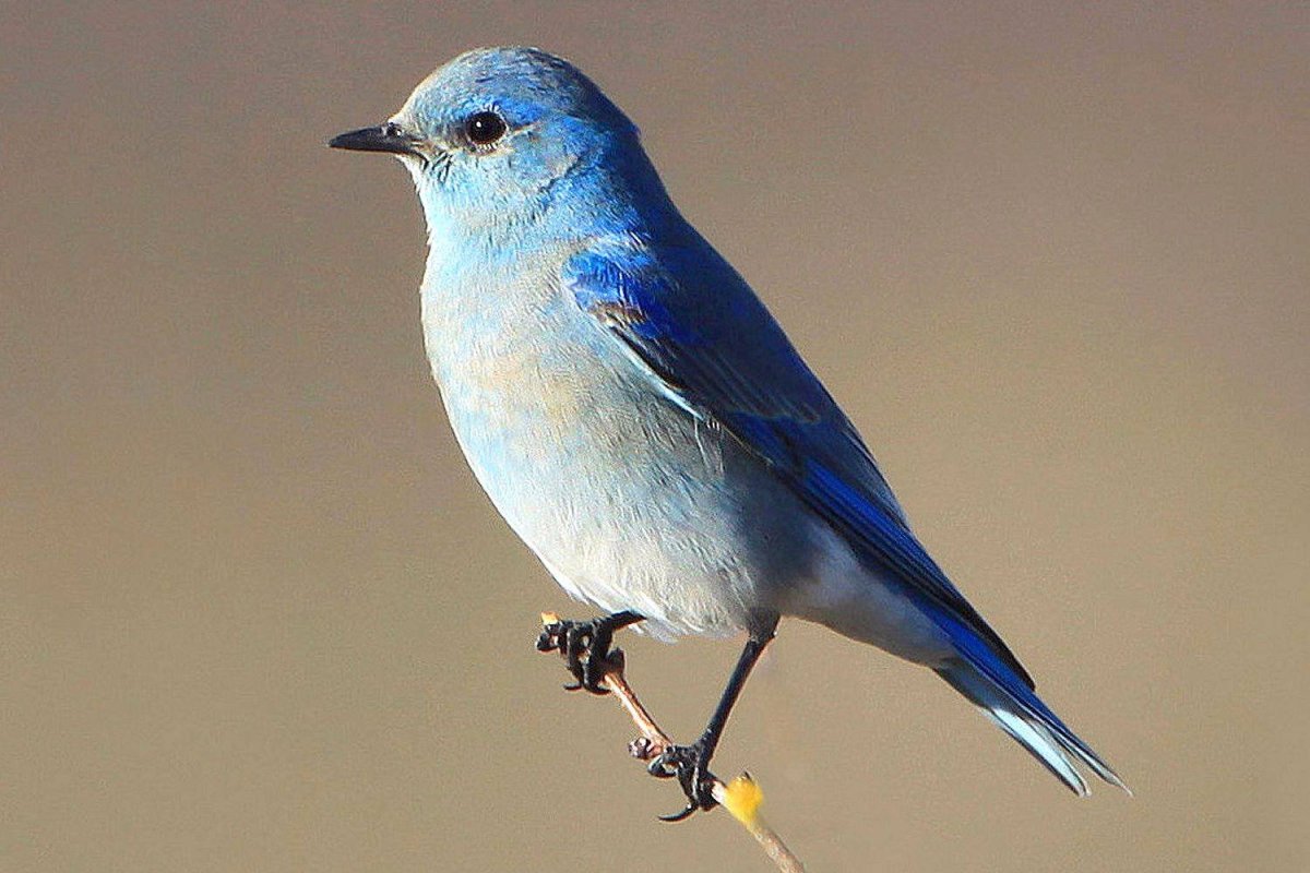 Сиалия Мексиканская