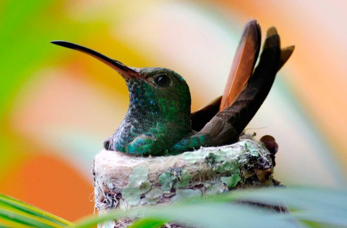 Сукараф Колибри