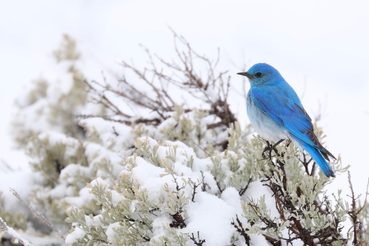 Зунзинито птичка