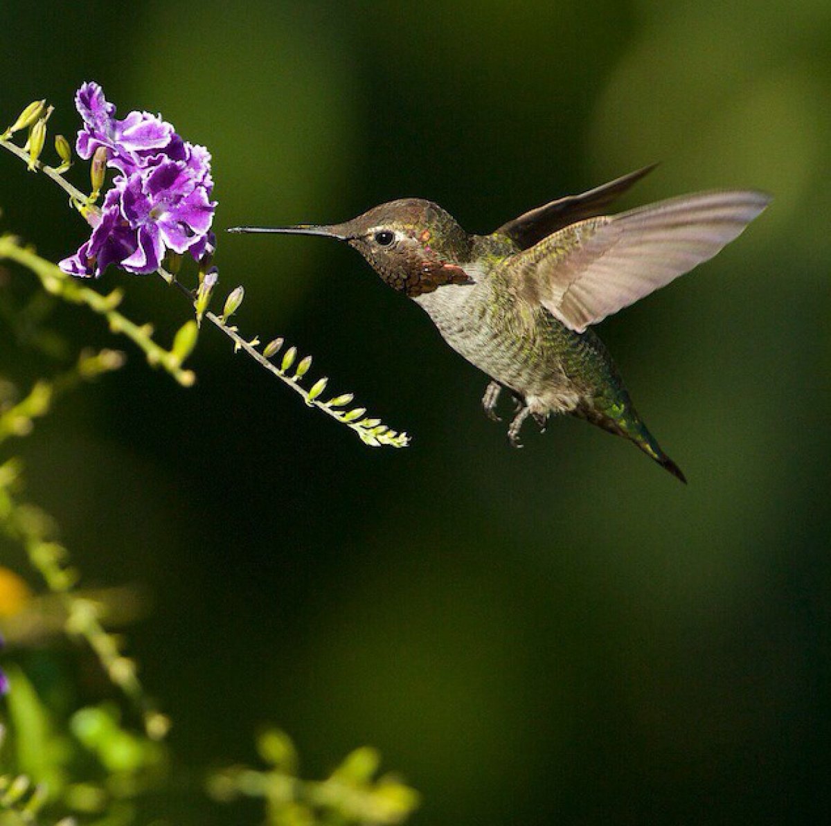 Колибри 2009 - железные звёзды