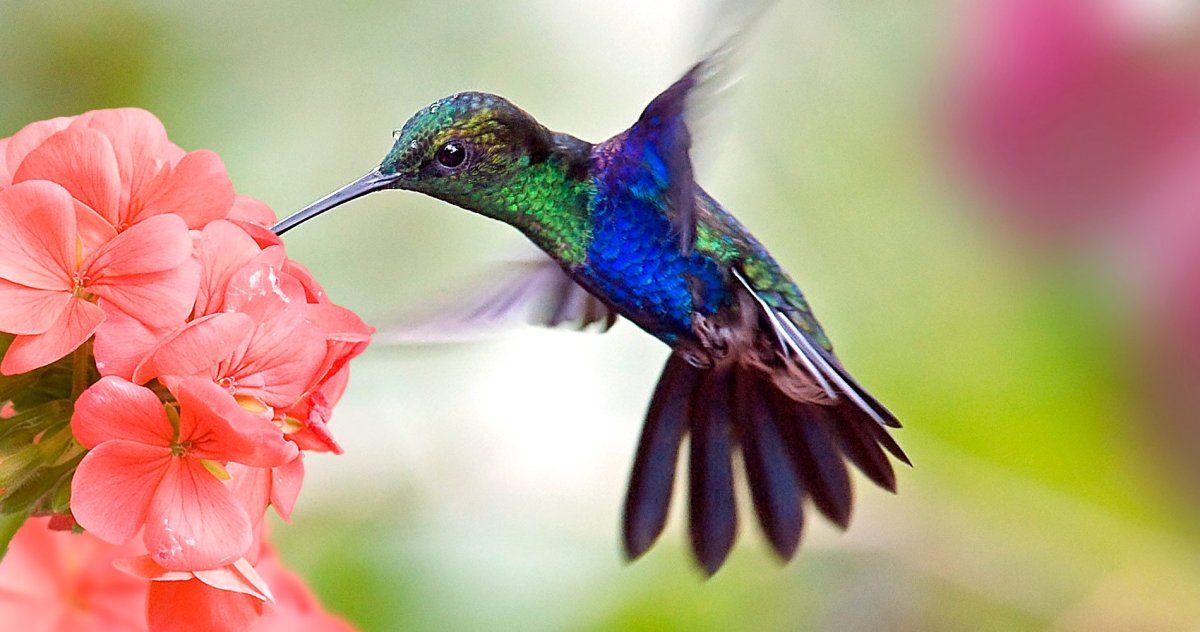 Окрас перьев Колибри