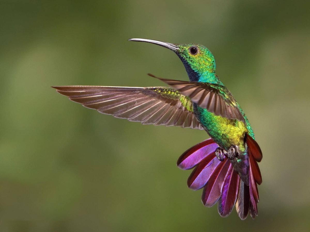 Краснозобый Колибри