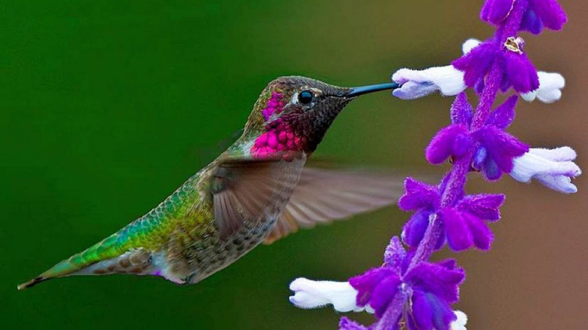 День Колибри (National Hummingbird Day)