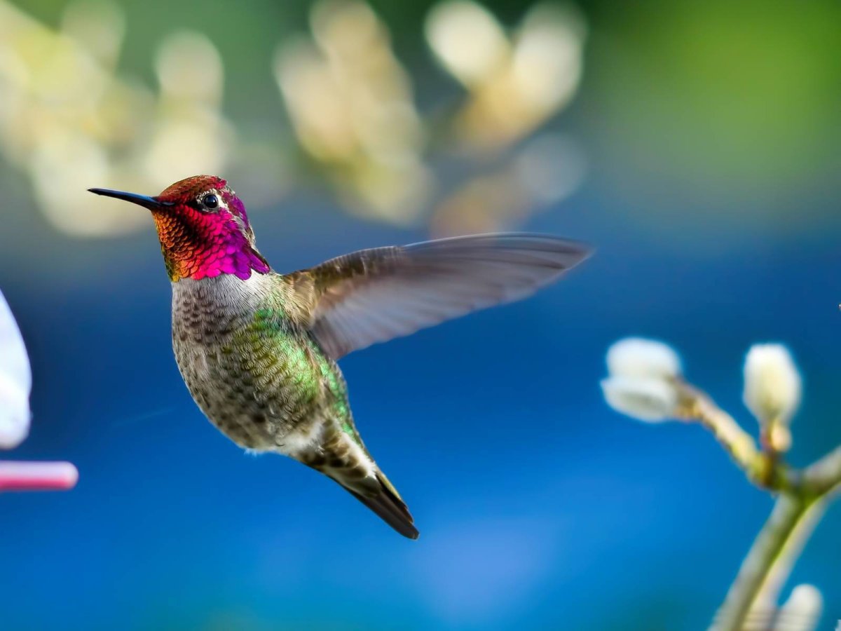 Колибри знаменщик