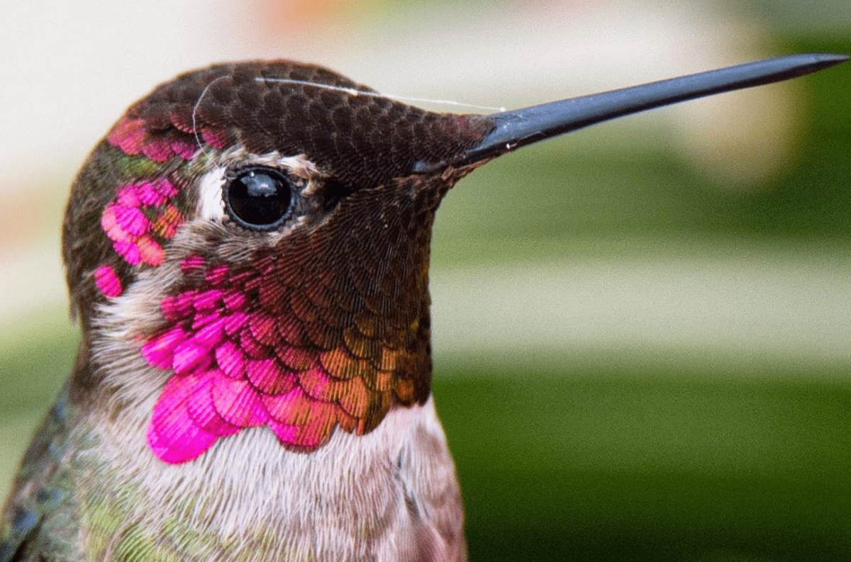 Юлия Горина Колибри