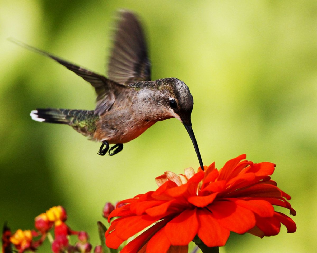 Птичка Колибри