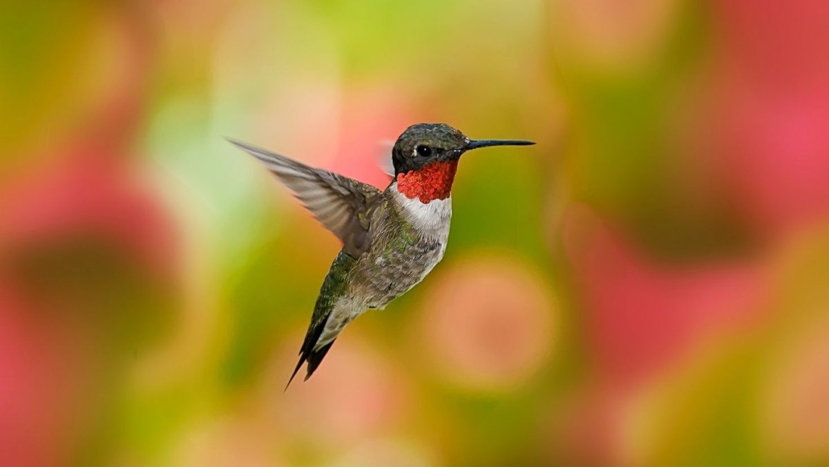 Сообщение на тему Колибри Пчëлка