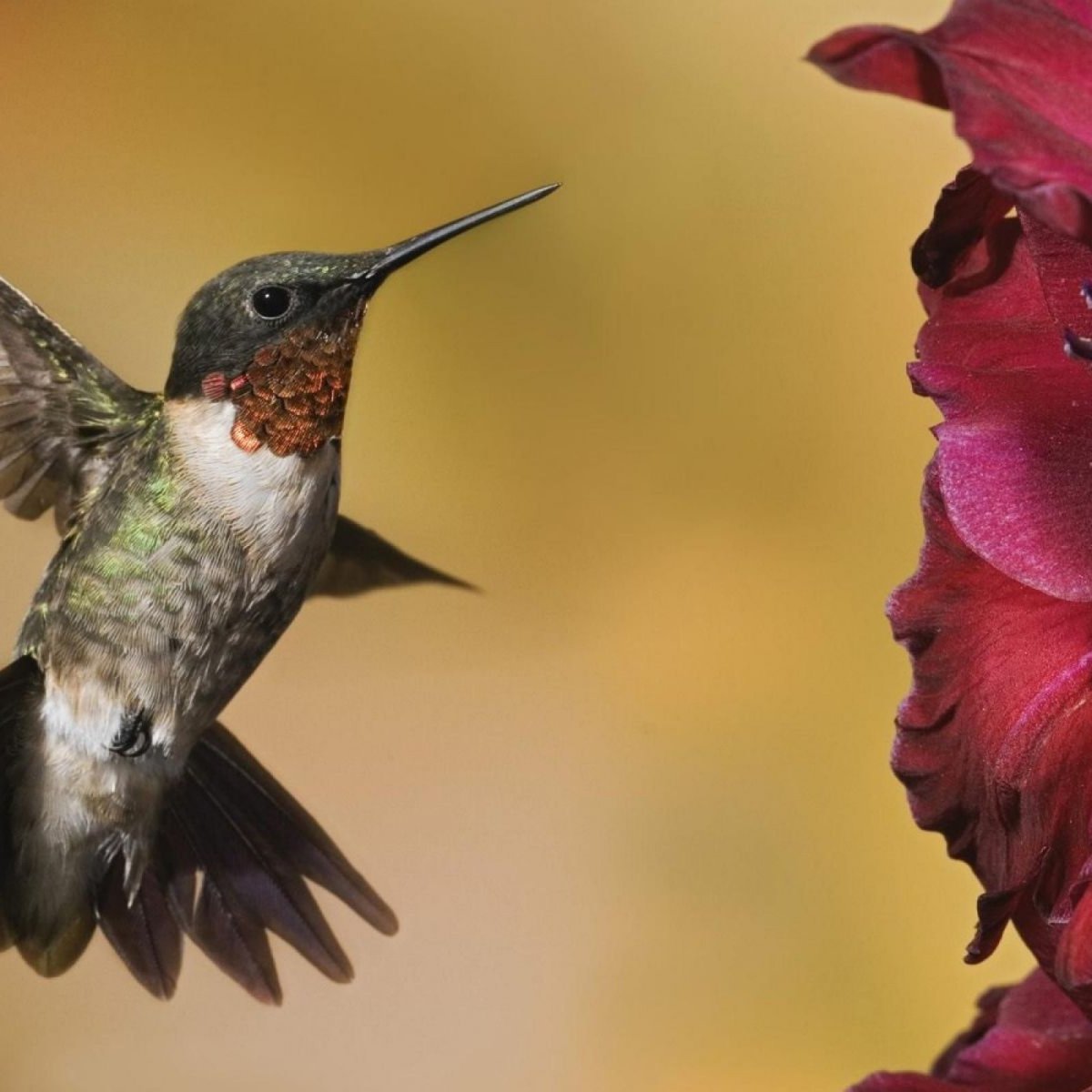 Колибри и фуксия