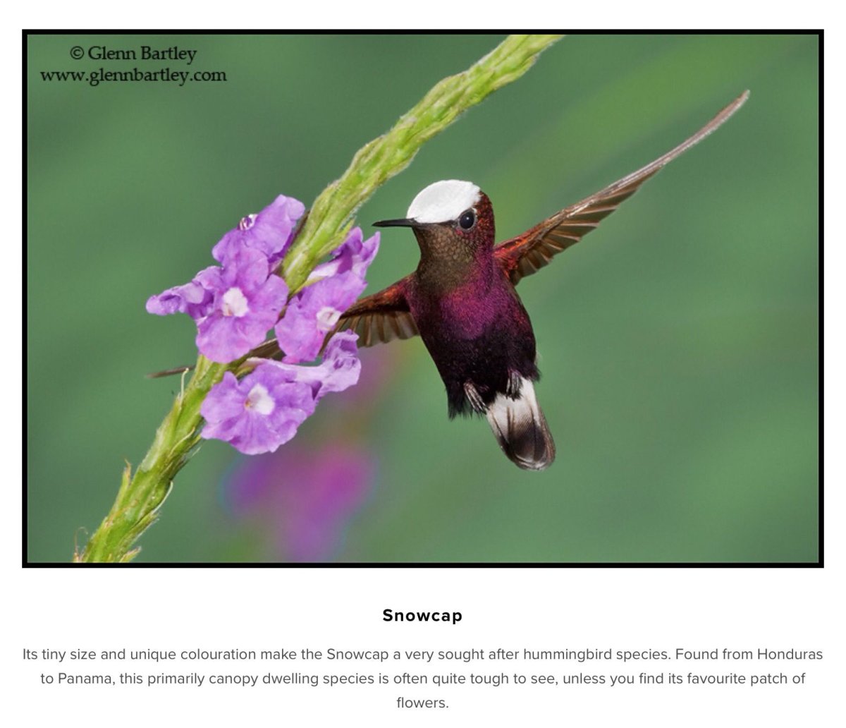 Колибри Южной Америки