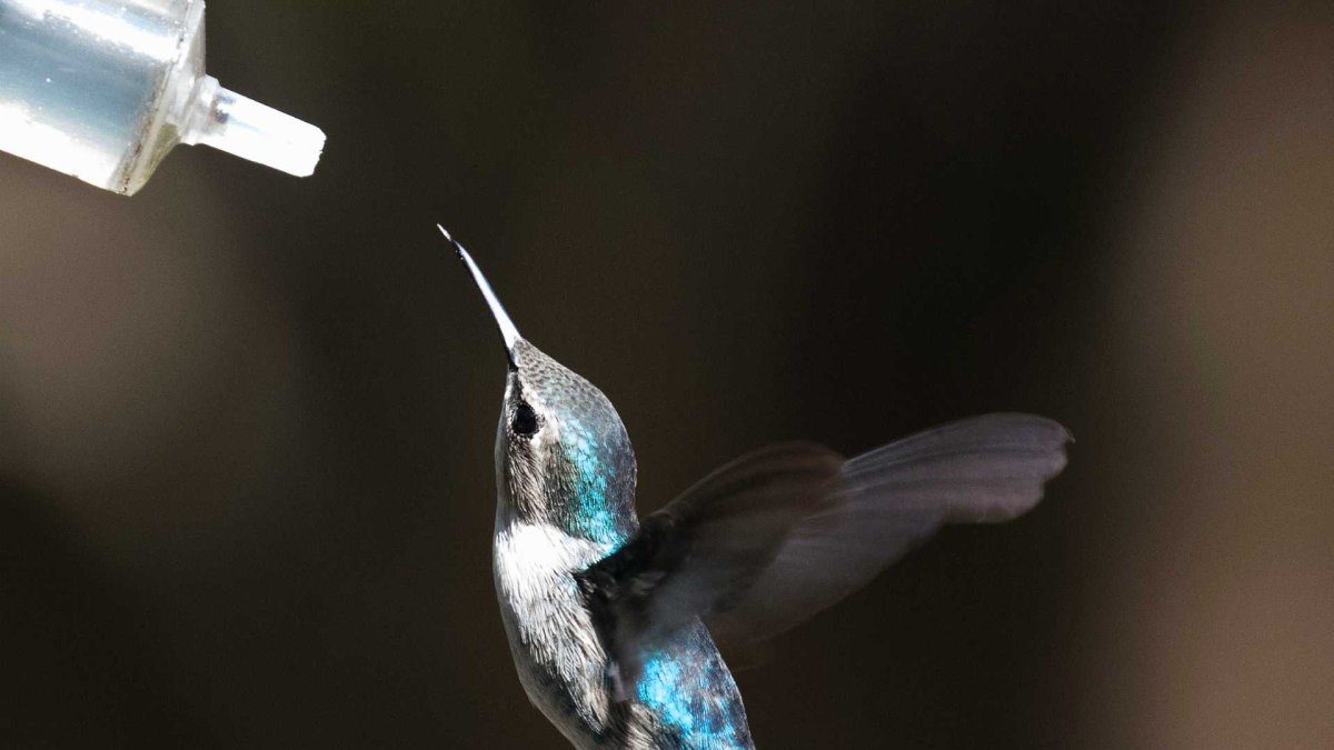 Колибри Карел Мартенс