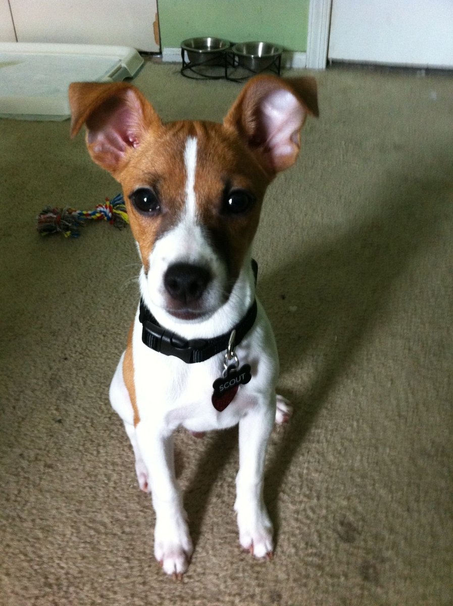 Щенки метисы Джек Рассел терьера