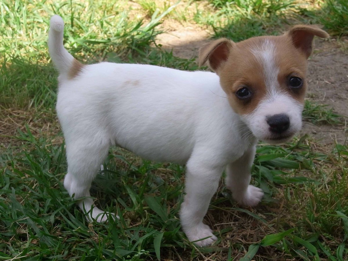 Джек-Рассел-терьер Бивер метис