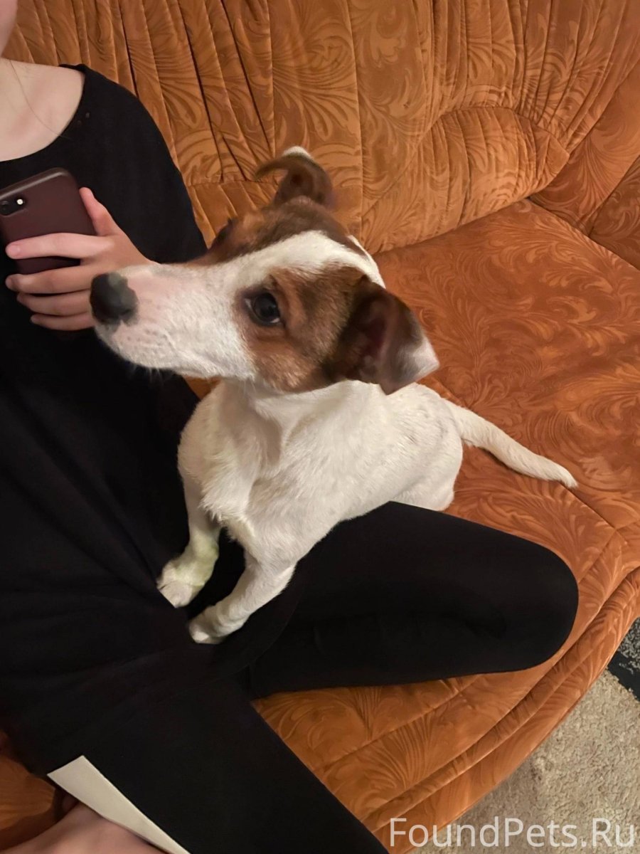 Смесь Джек Рассела и бигля