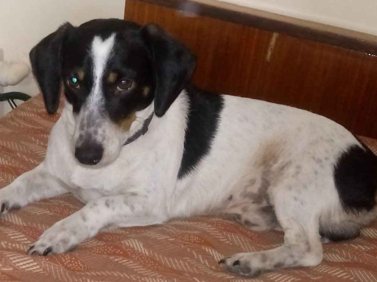 Парсон Рассел терьер метис