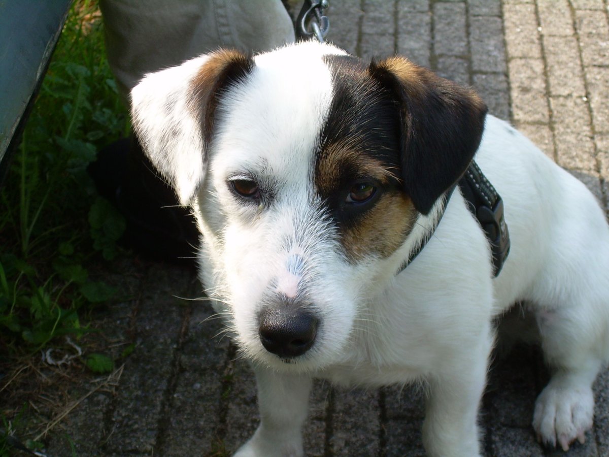 Щенки Джек Рассел помесь