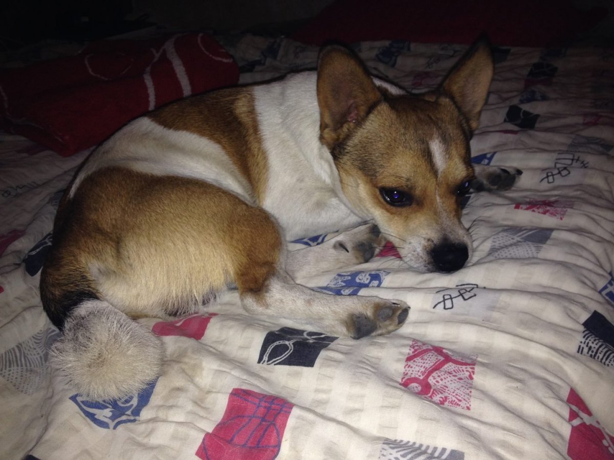 Джек Рассел смесь с дворнягой