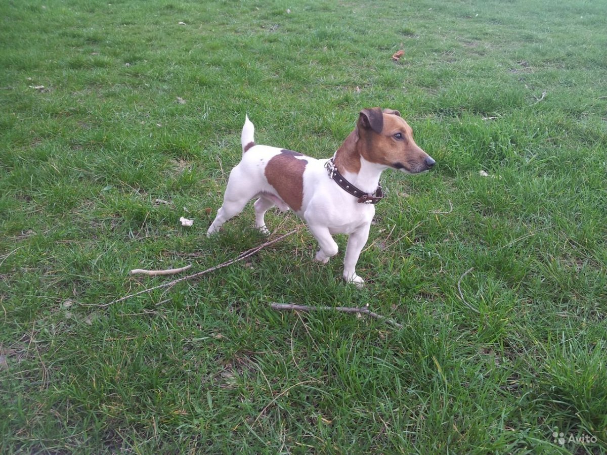 Джек-Рассел-терьер помесь