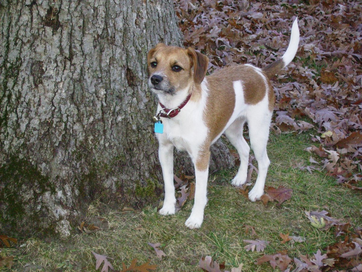 Метис Джек Рассела