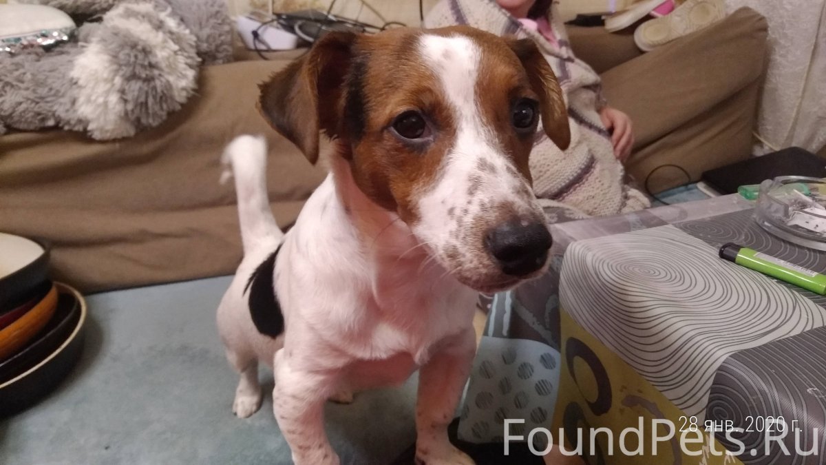 Смесь той терьера и Джек Рассел терьера