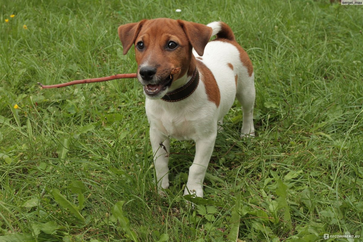 Джек Рассел пинчер