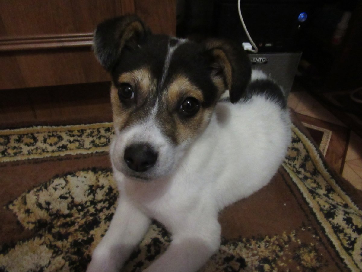 Авито Белгород животные