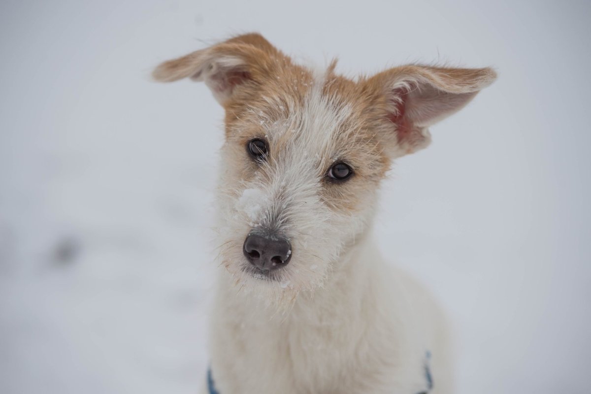 Брокен Джек Парсон Рассел