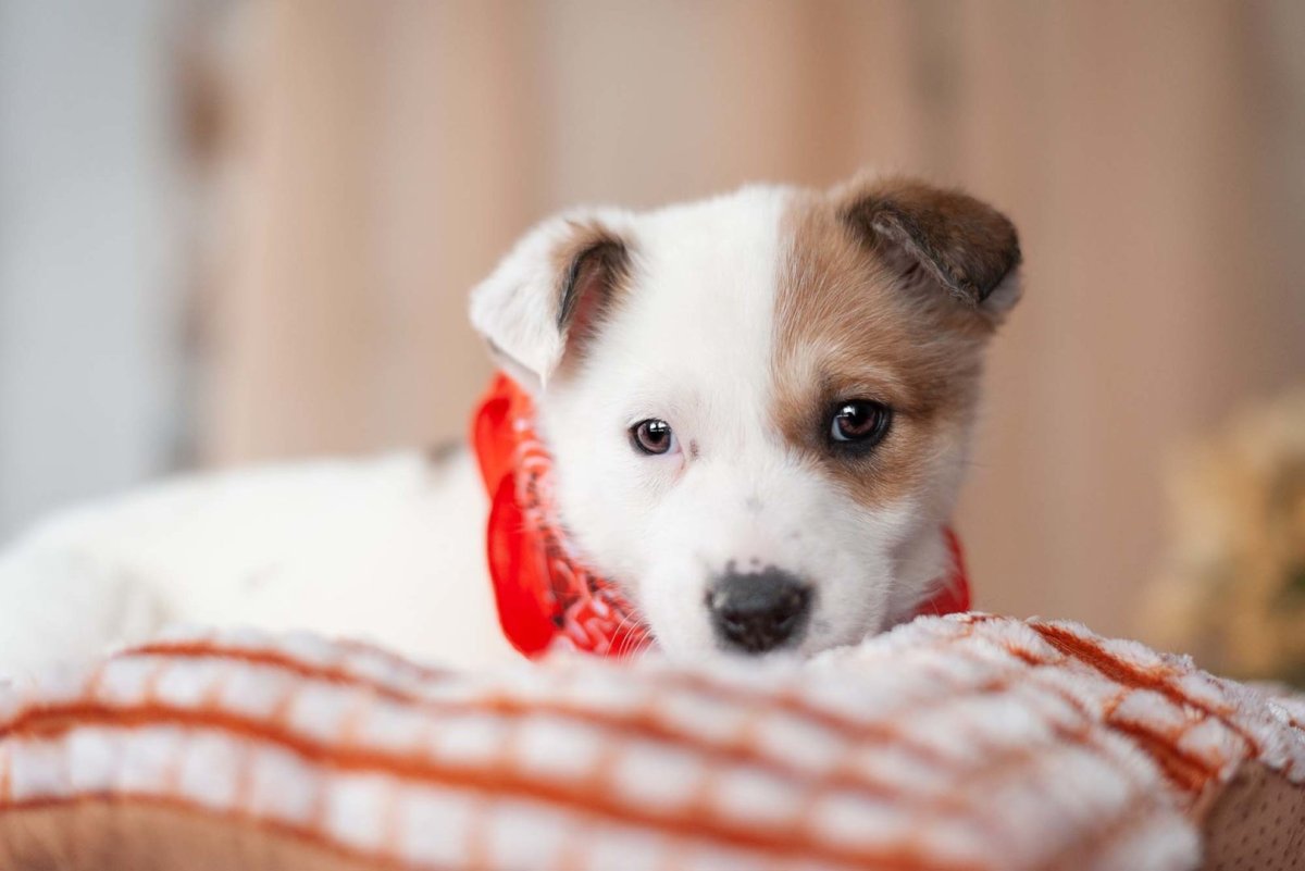 Метис Джек Рассела и Йорка