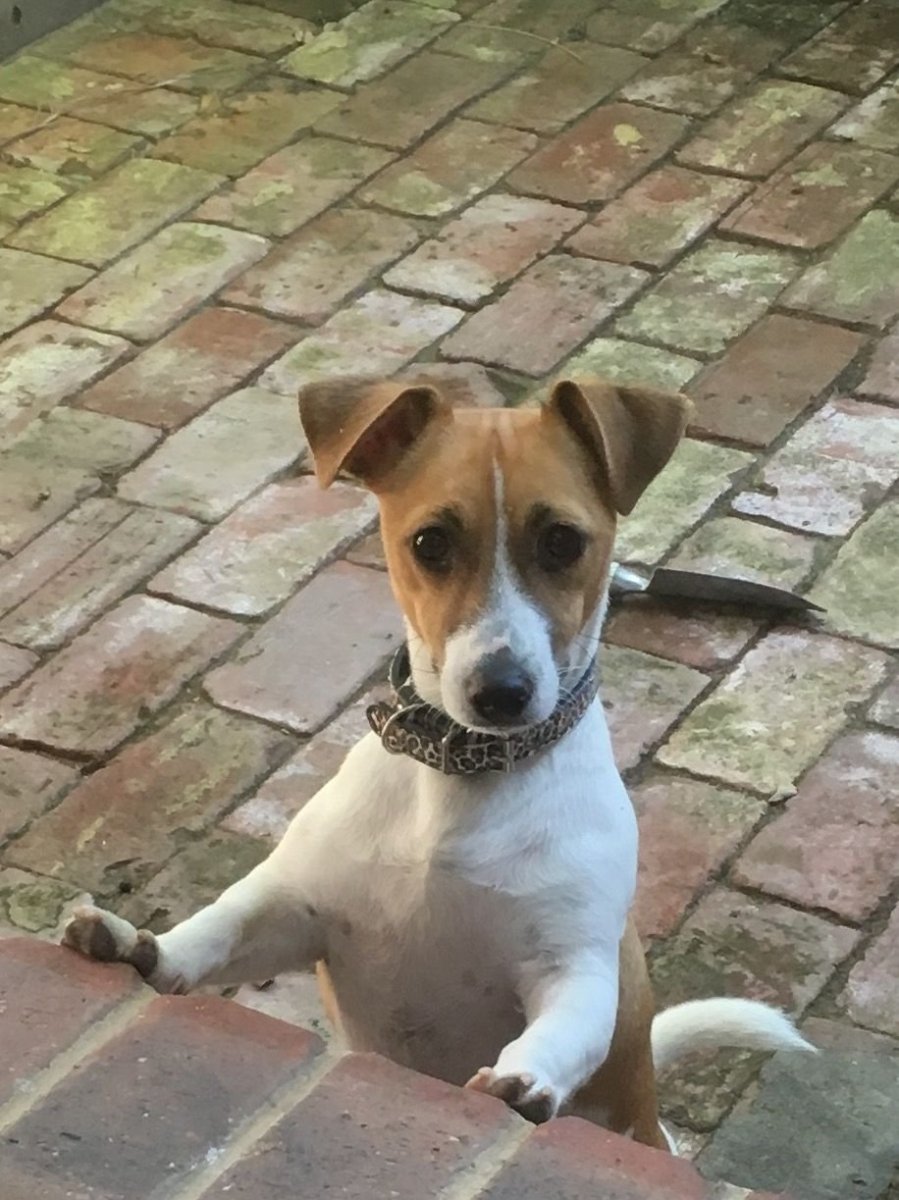 Метис басенджи и Джек Рассела