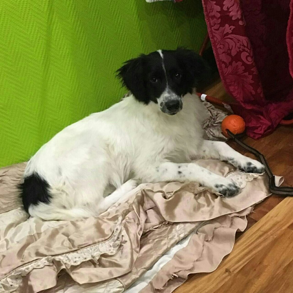 Метис вельш корги и Джек Рассел