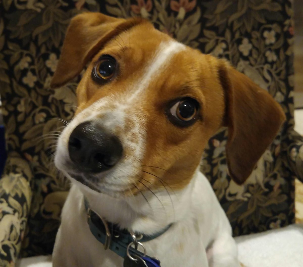 Метис Джек Рассела и гончей