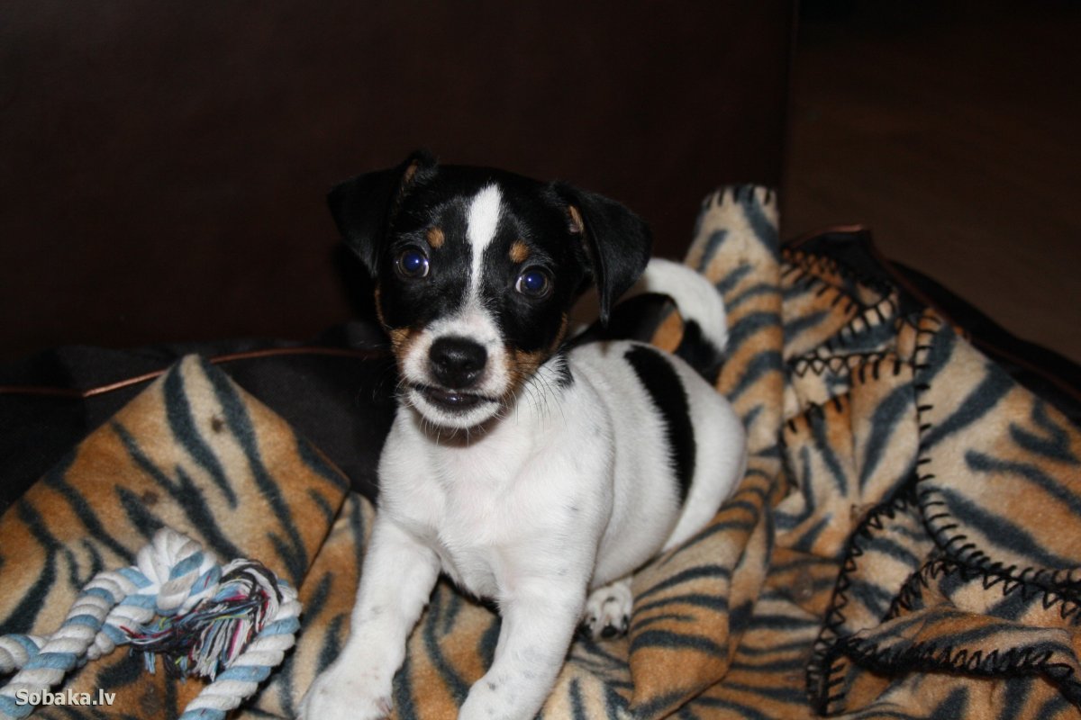 Метис Рассел терьера