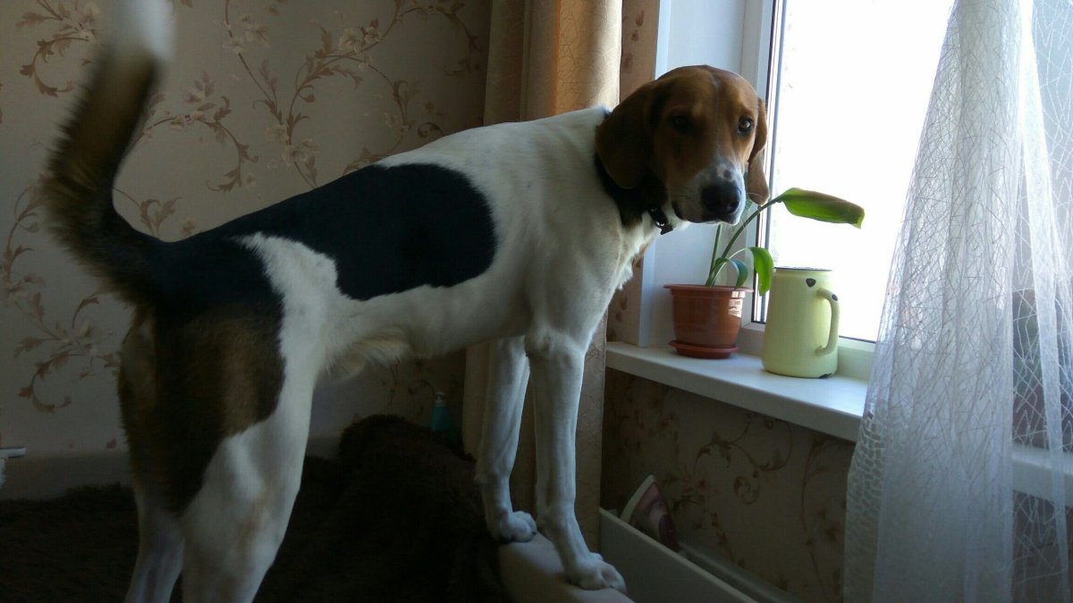 Бигль и корги